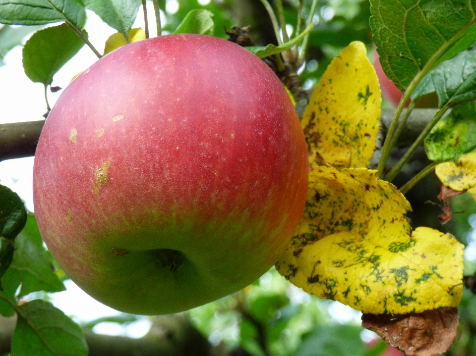 Apple plant fruit flower