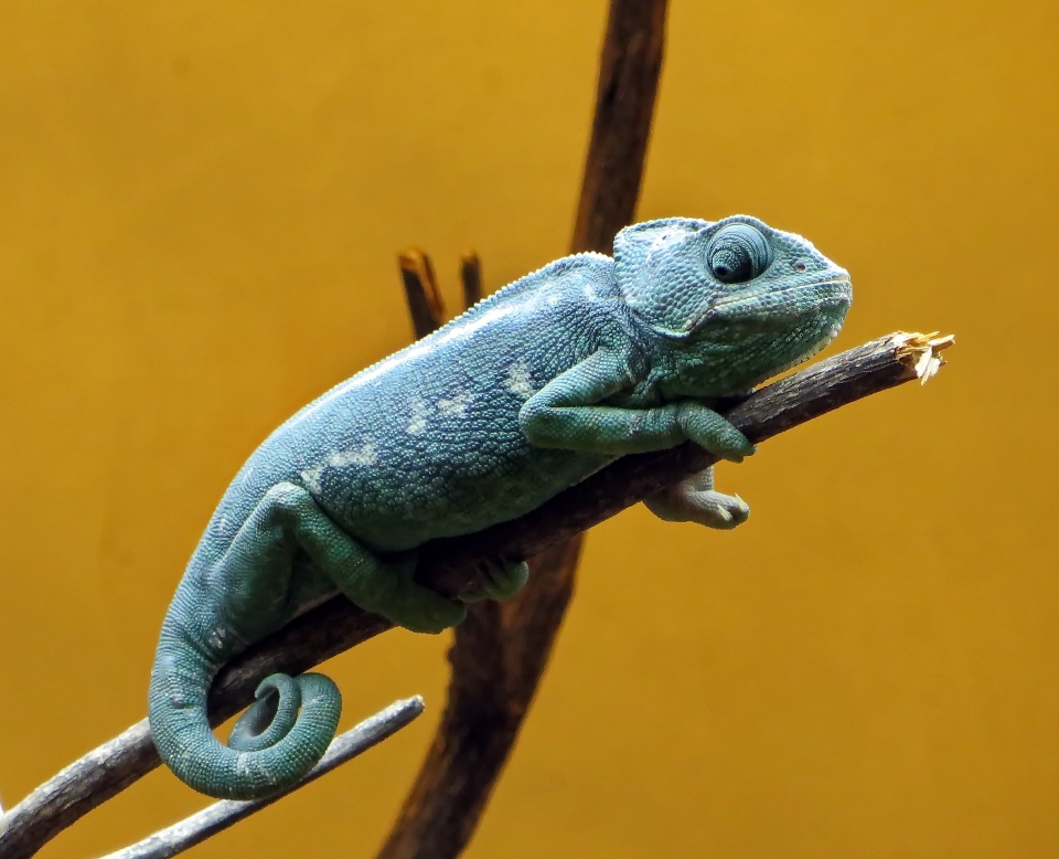 Tier blau reptil leguan