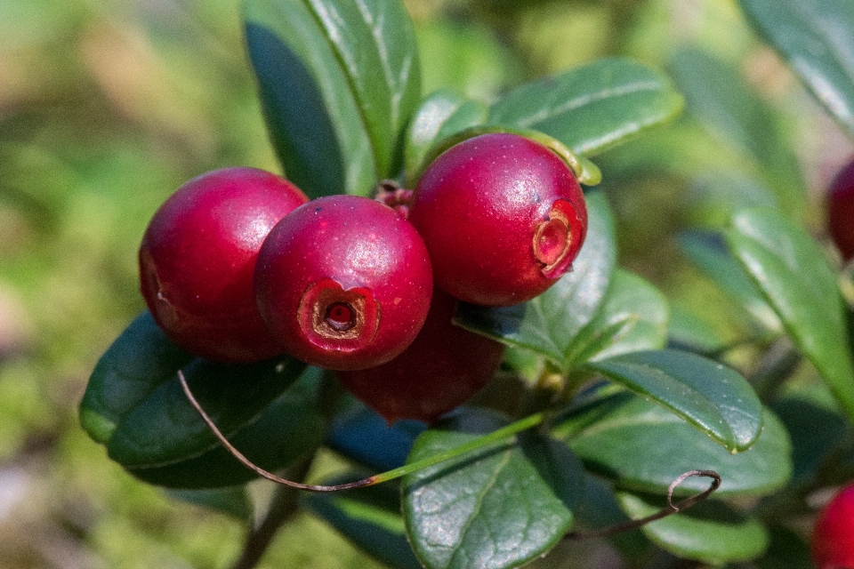 Drzewo natura oddział zakład