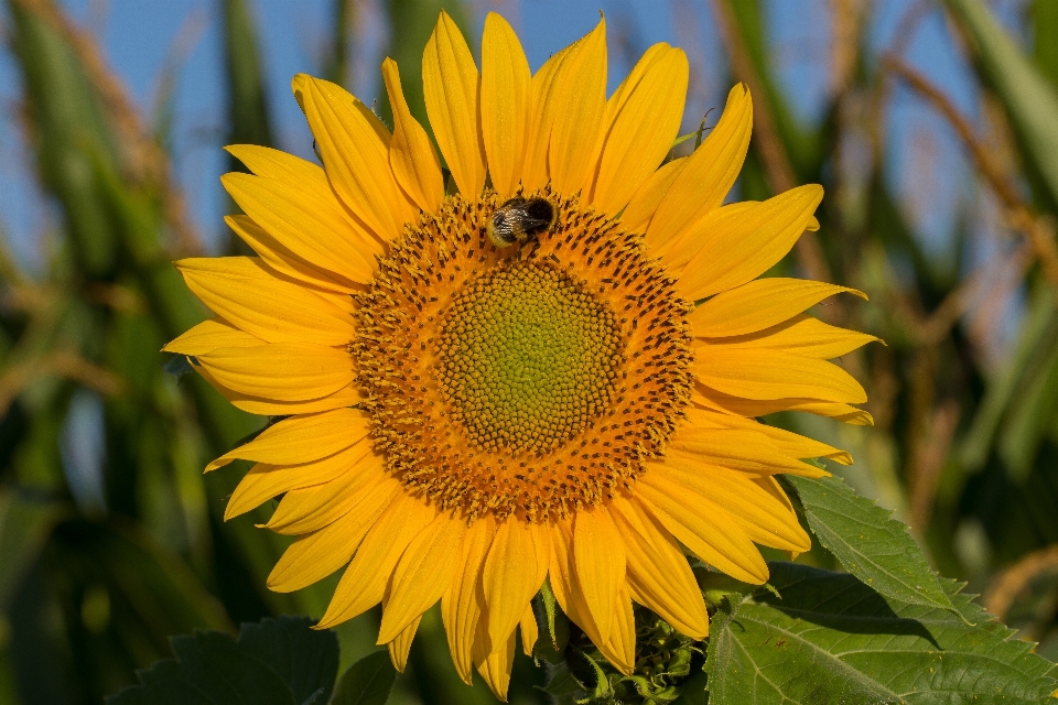 Nature fleurir usine champ