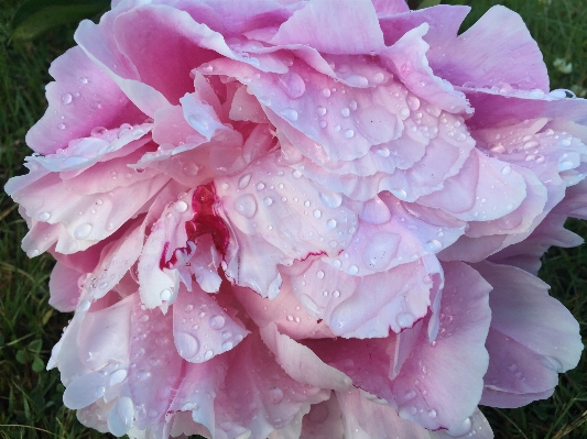 Water nature blossom dew Photo