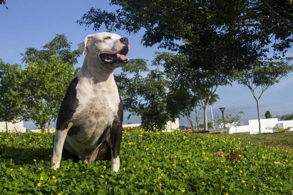 Kol saati köpek hayvan köpek
