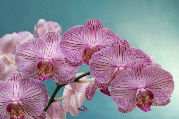 Plant flower purple petal Photo