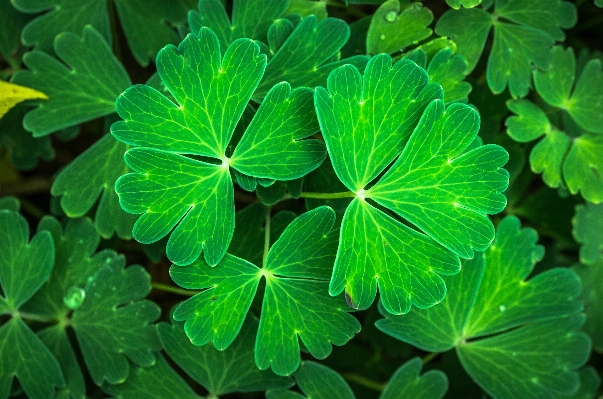 自然 森 概要 植物 写真