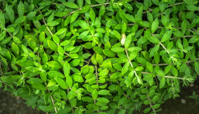 Nature forest grass dew Photo