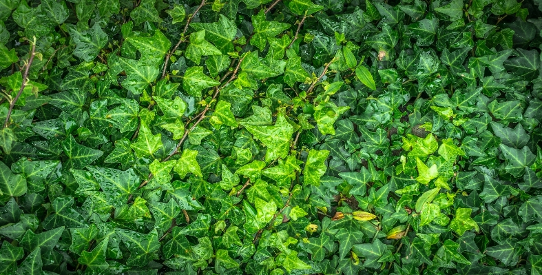 Foto Alam hutan embun abstrak