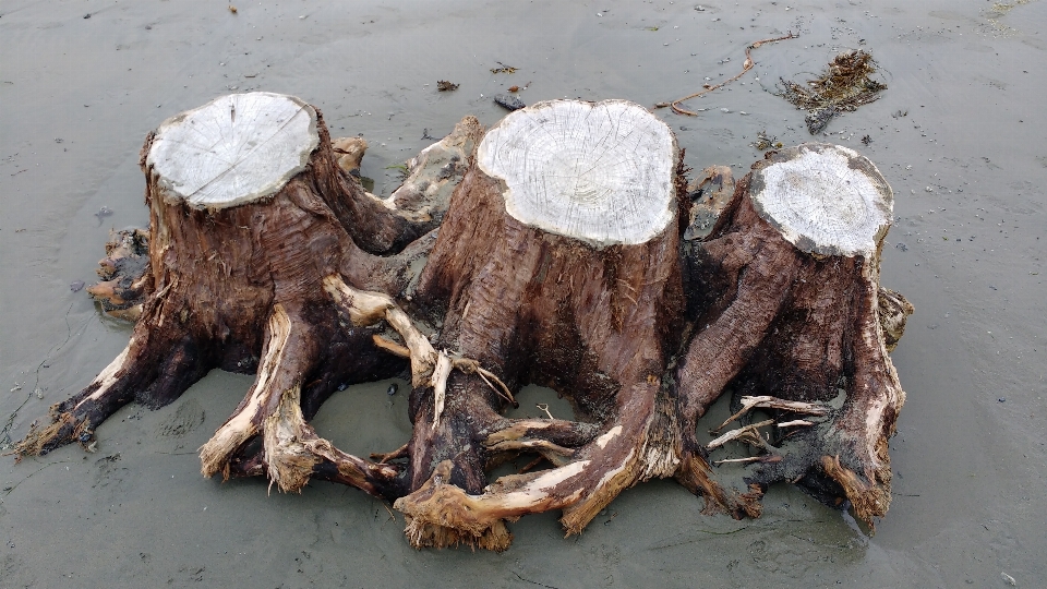 Spiaggia legni galleggianti
 natura sabbia