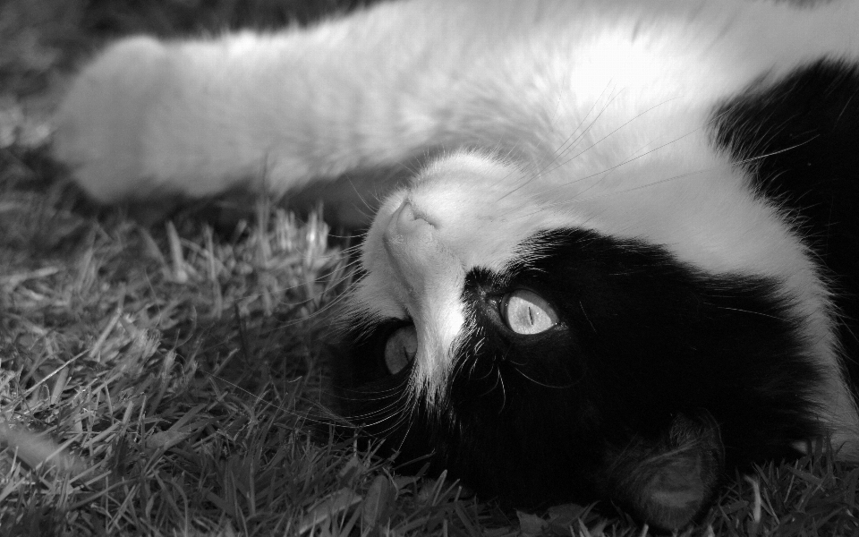 Black and white animal fur