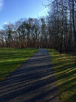 Landscape tree nature forest Photo