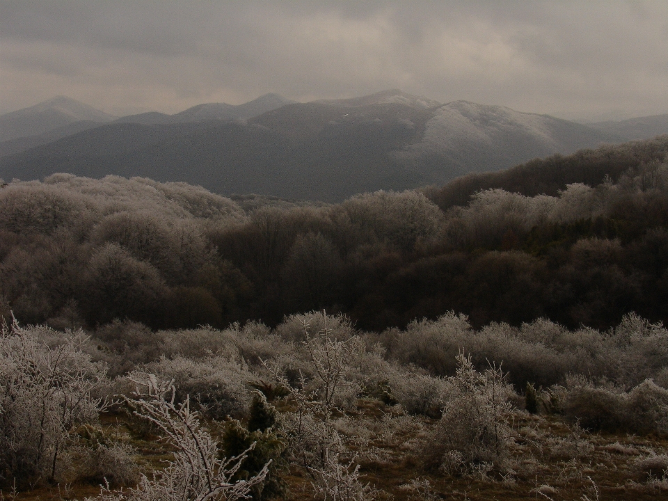 Paesaggio albero natura foresta