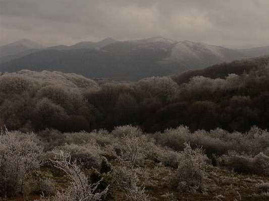 風景 木 自然 森 写真