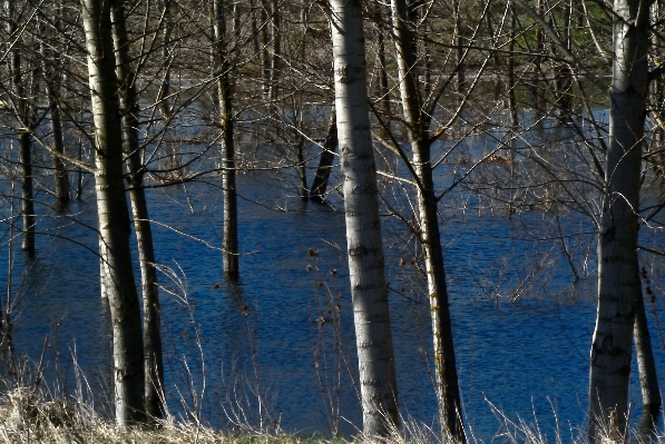 Landscape tree water nature Photo