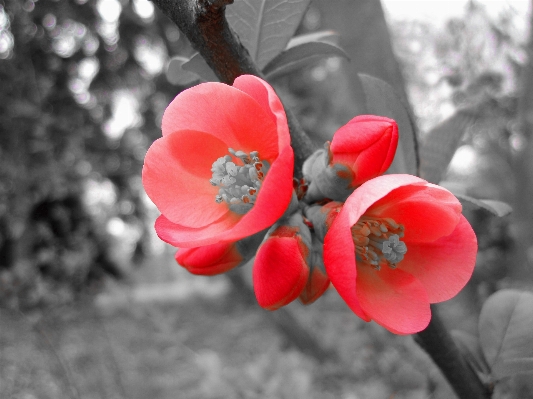 Tree nature branch blossom Photo