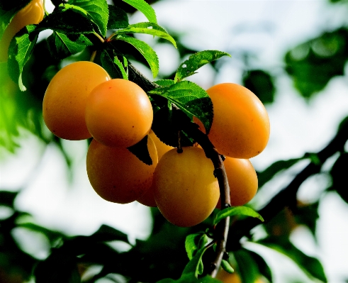 Tree nature branch plant Photo