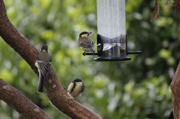 Foto Alam cabang burung margasatwa