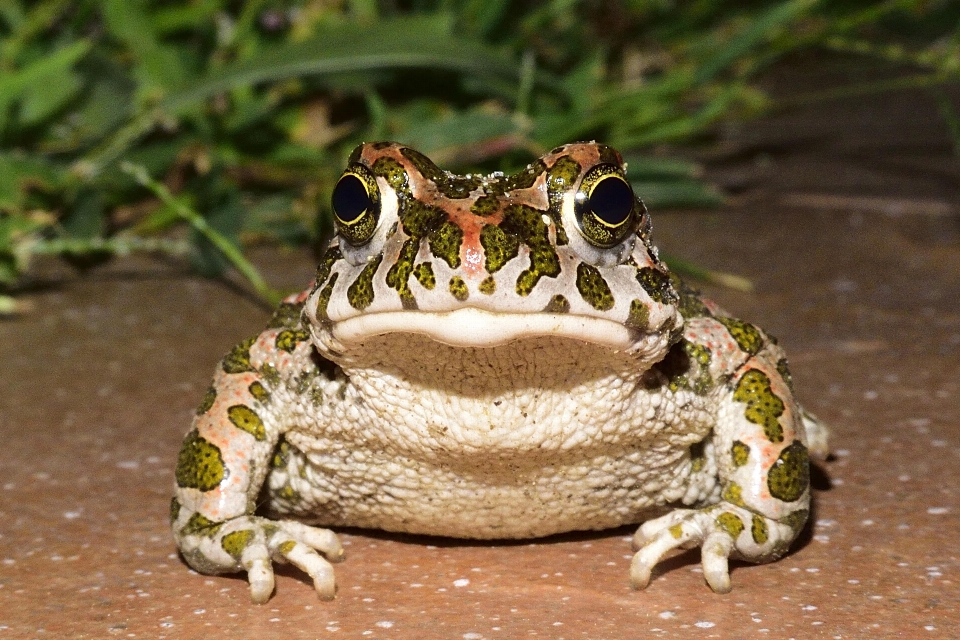 Natur gras tier tierwelt