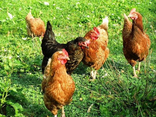 鳥 農場 動物 嘴 写真