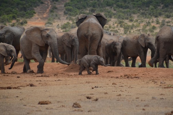 Adventure wildlife herd africa Photo