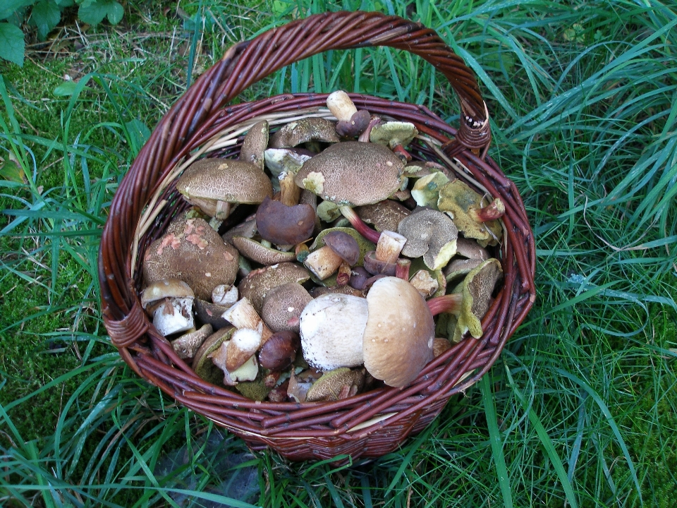 Forest flower dish food