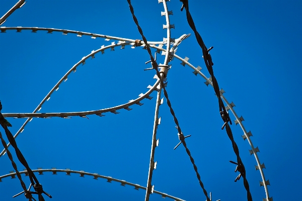 Branch fence barbed wire sky Photo