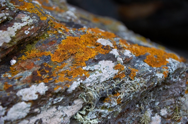 Tree nature rock creek Photo