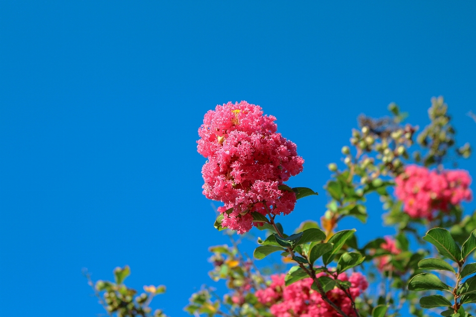 Tree nature branch blossom