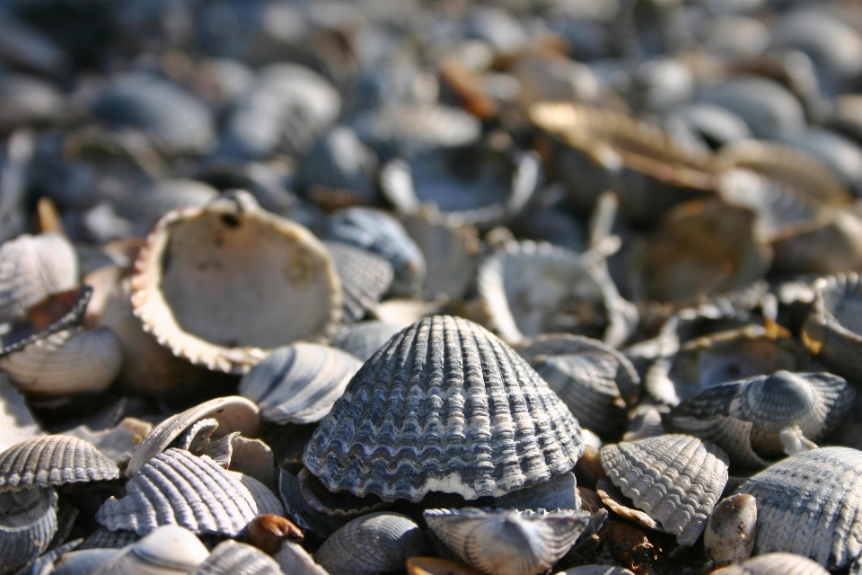 Plaża morze natura jezioro