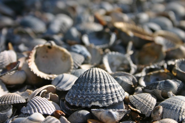 Beach sea nature lake Photo