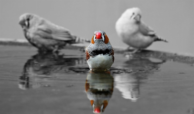 Bird orange red beak Photo