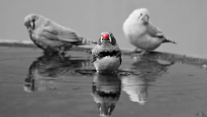 Bird black and white orange red Photo