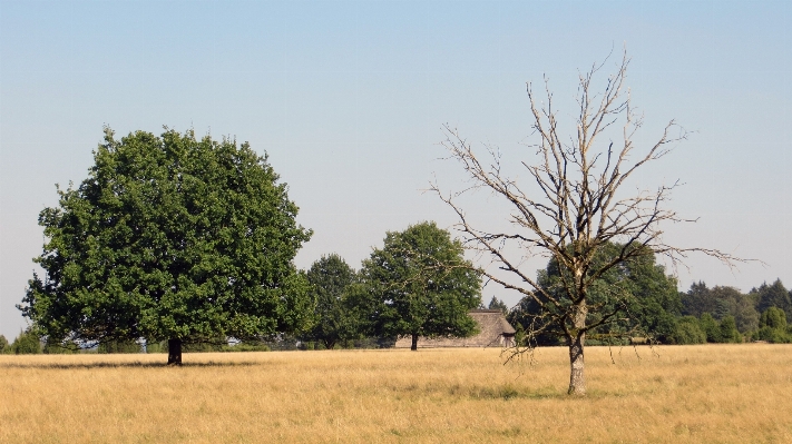 Landscape tree nature grass Photo