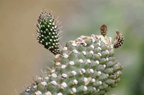 自然 花 カクタス
 植物 写真