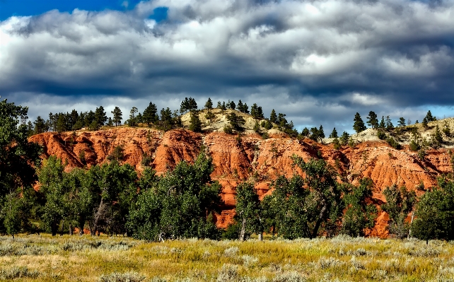 Landscape tree nature forest Photo