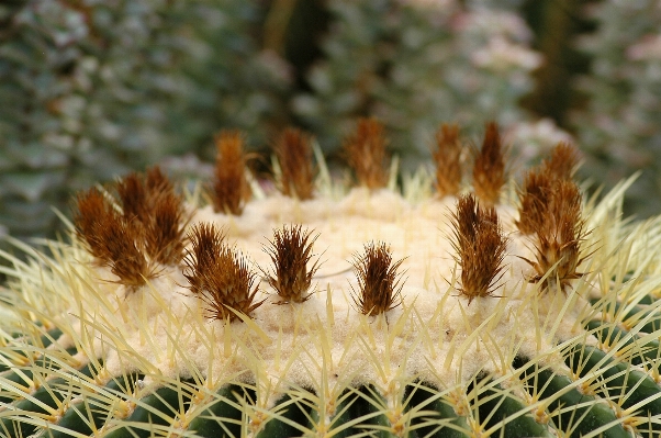 Foto Cacto
 plantar flor espinho