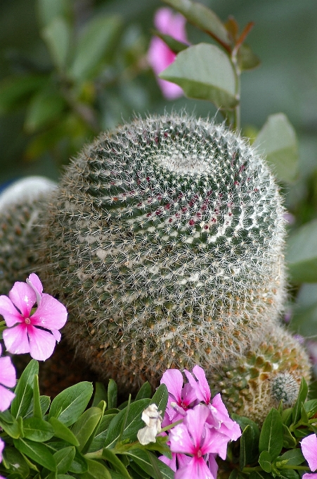 カクタス
 植物 花 とげ