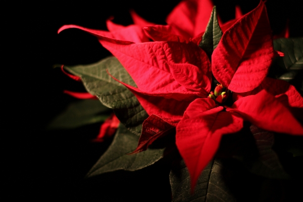 Foto Fiore pianta fotografia foglia