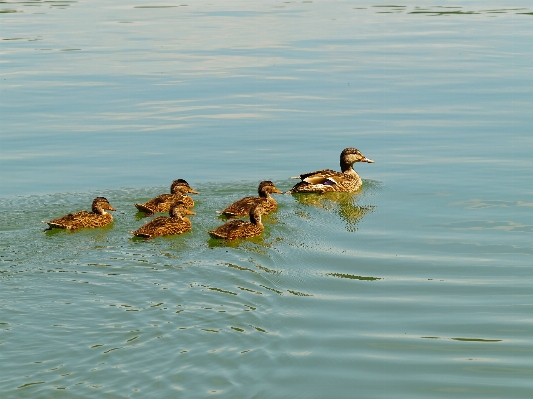 Sea water bird lake Photo