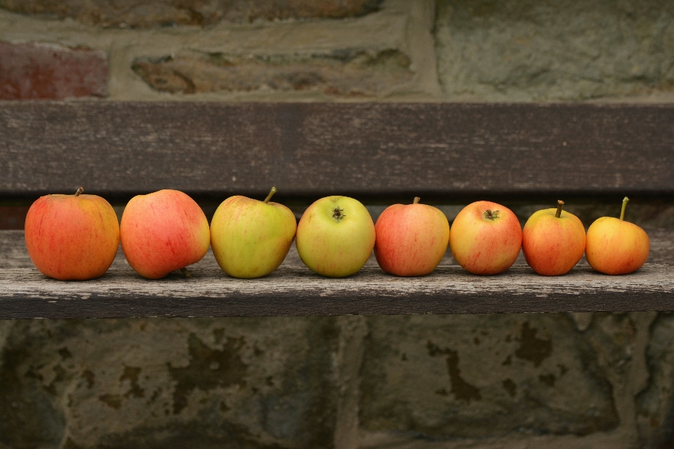 Apple usine fruit fleur