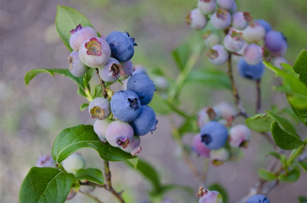 Nature branch blossom plant Photo