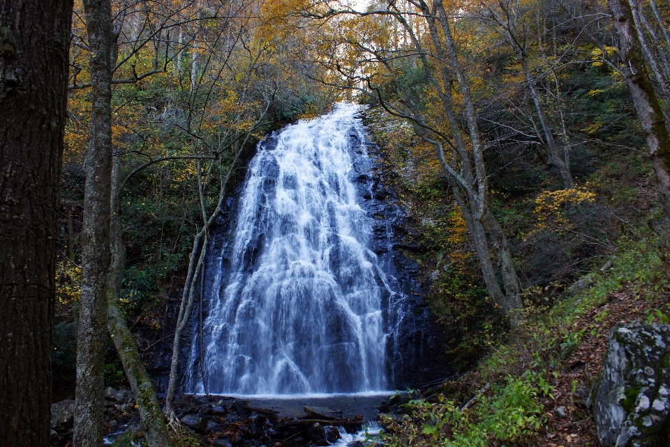 árbol agua naturaleza bosque