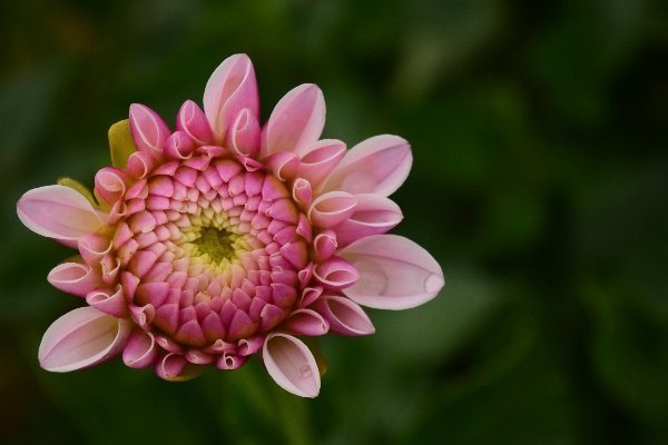 Blossom plant rain flower Photo