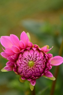 Blossom plant rain flower Photo