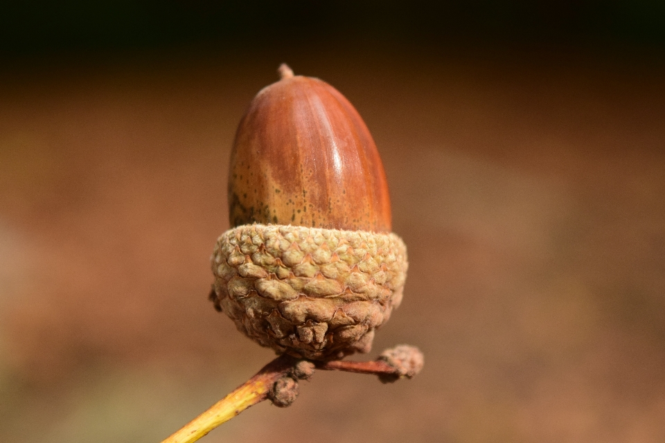 Natur zweig fotografie blatt