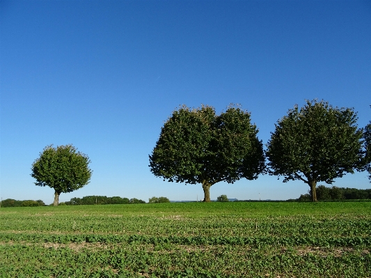 Landscape tree nature grass Photo