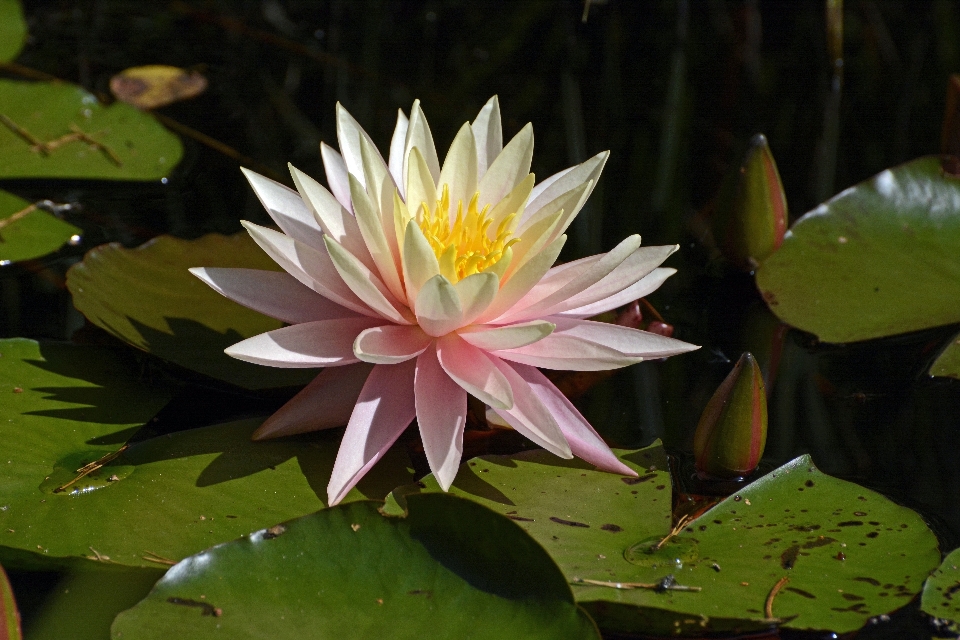 水 自然 花 植物