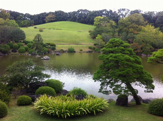 Tree lawn flower lake Photo