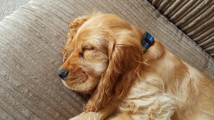 Foto Cucciolo cane mammifero spaniel
