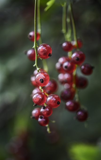 Cabang tanaman buah beri