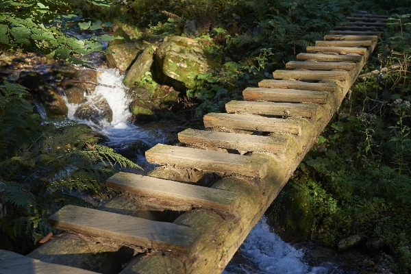 Water nature forest waterfall Photo