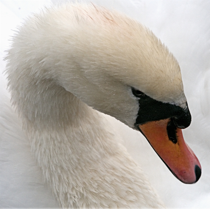 Water bird wing white